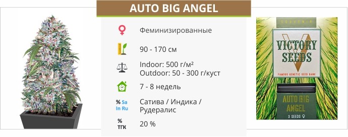 Auto Big Angel