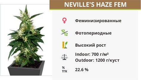Сорт марихуаны Neville’s Haze Neville’s Haze fem Green House Seeds
