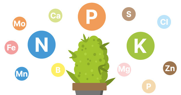 Роль азота, калия и фосфора в росте конопли Органические удобрения: безопасность и экологическая чистота