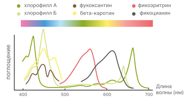 Цвета спектра, оказывающие существенное влияние на урожайность каннабиса