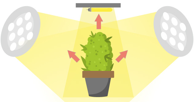 Освещение конопли