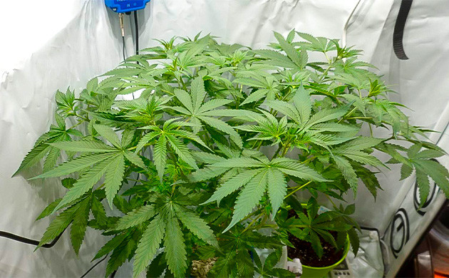 Уход и обрезка верхушки куста