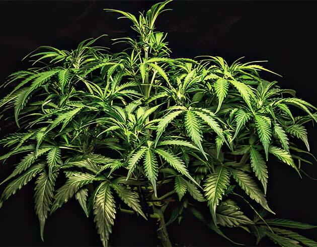 Подготовка марихуаны к цветению и усиленная схема питания Здоровый куст марихуаны на пороге цветения