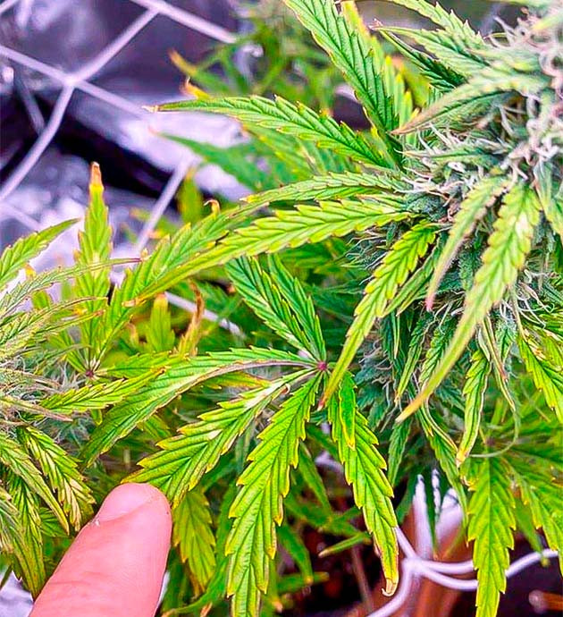 Пятна на листьях каннабиса