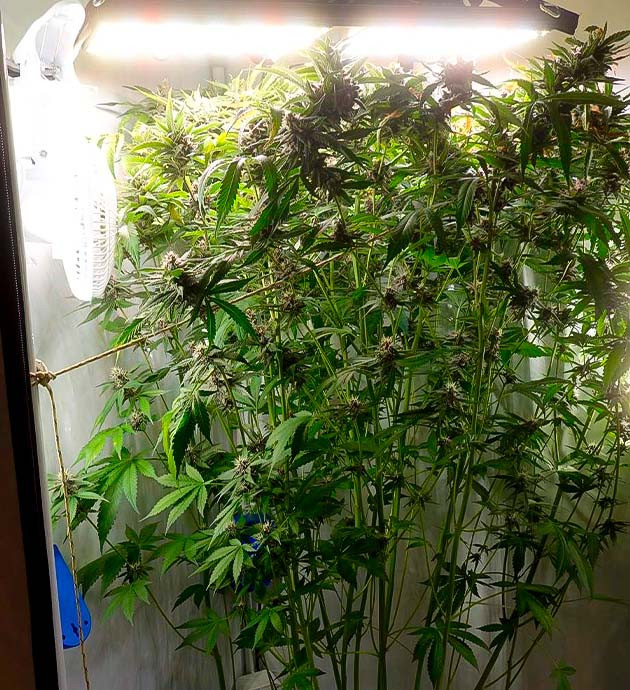 Финальное созревание Purple Juice Auto