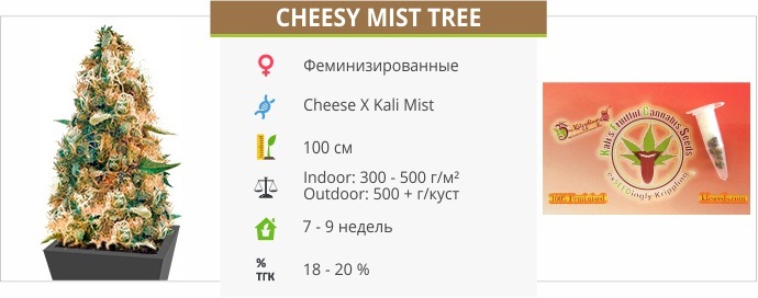 Cheesy Mist Tree Aka Wheelchair Cheese