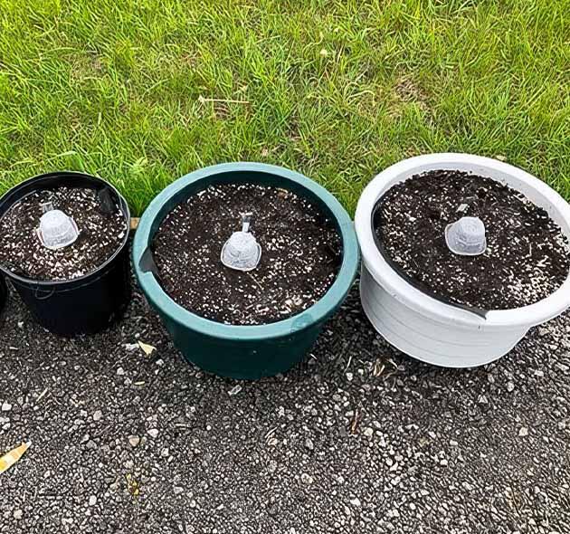 Проращивание конопли Свежепосаженный саженец в рыхлой почве с перлитом и керамзитом