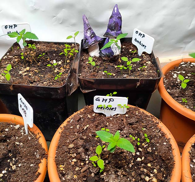 2 неделя роста конопли Пересадка конопли в новый бокс