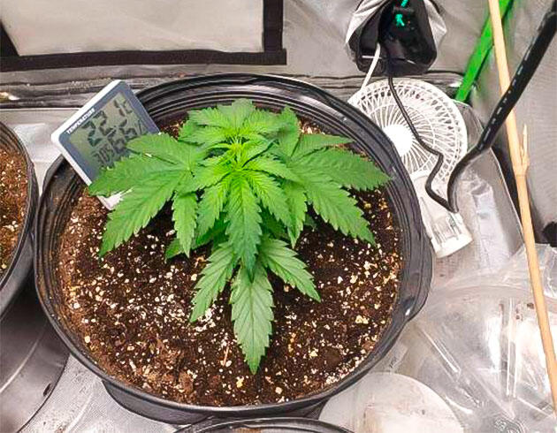 Конопля на 3 - 4 неделе роста