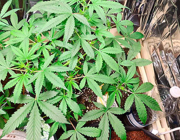 Изменение подкормки конопли Полив марихуаны