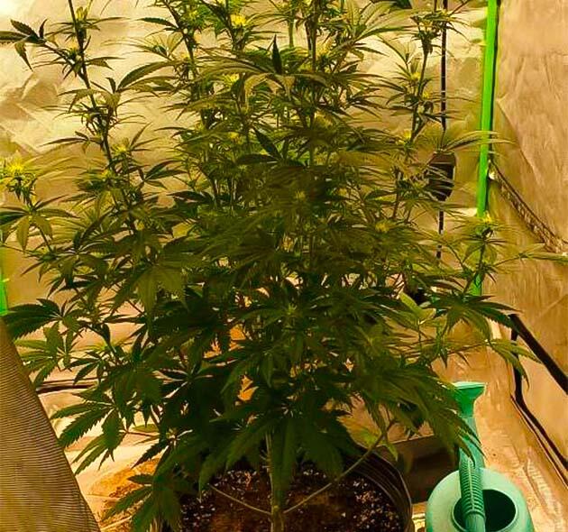 Формирование шишек у конопли