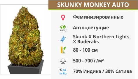 описание сорта Skunky Monkey Auto