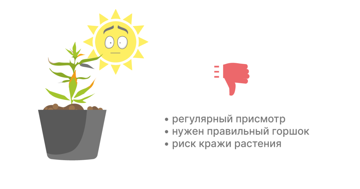 Минусы выращивания в горшке