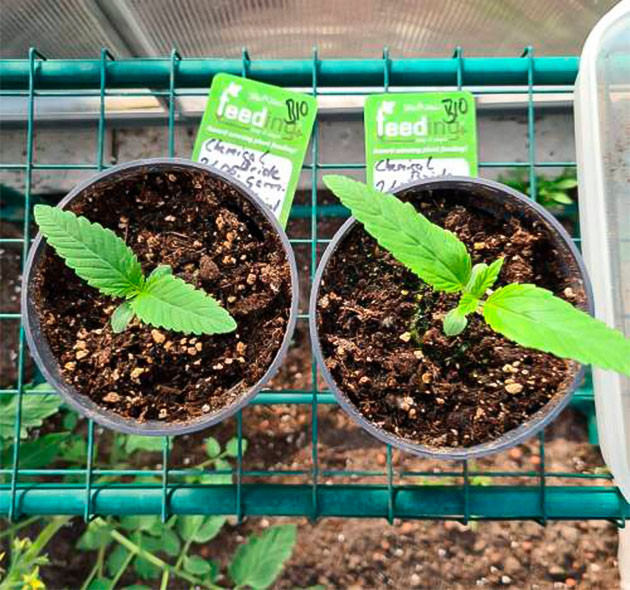 2 ростка после проращивания