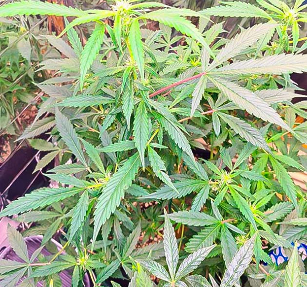 Формирование соцветий каннабиса 8 неделя роста Auto Orange Bud