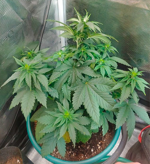 Умеренные удобрения, активный рост на 12/12 Blueberry OG: плавный переход на цветение