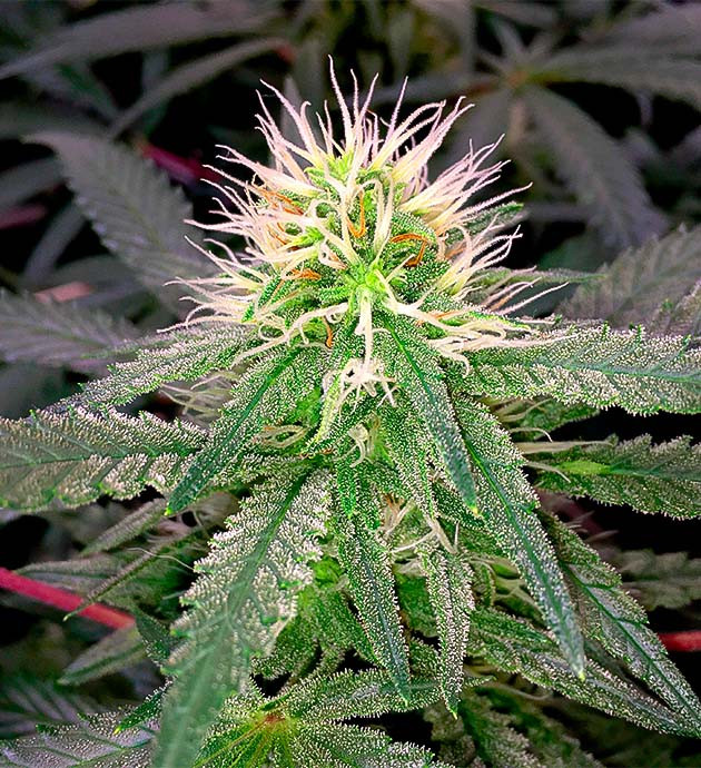 Соцветие Grandaddy Purple на 7 неделе выращивания