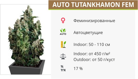 Auto Tutankhamon от Pyramid Seeds