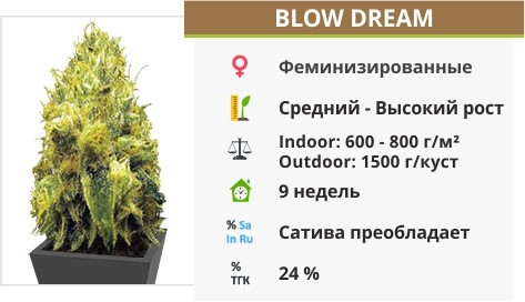 Blow Dream