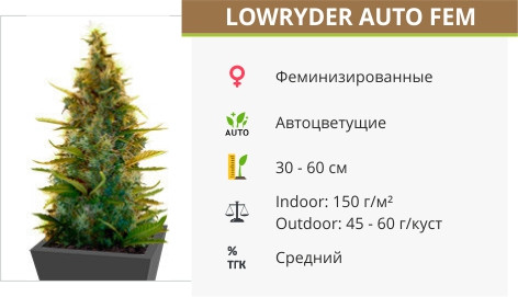 Сорт конопли Lowryder auto Lowryder auto от Doctor`s Choise