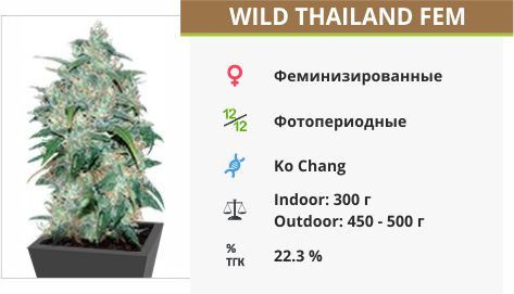 Wild Thailand fem от World of Seeds