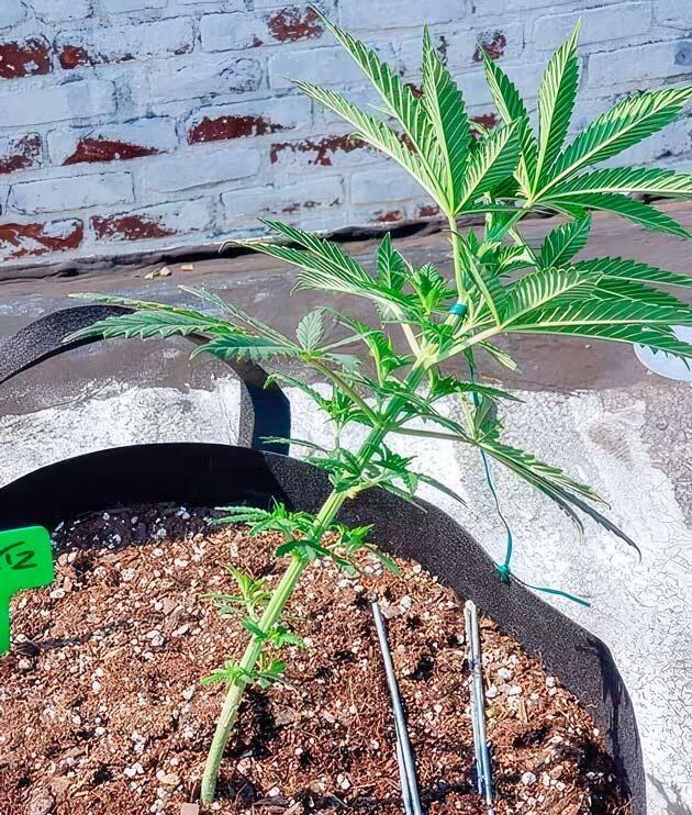 Куст марихуаны после пересадки