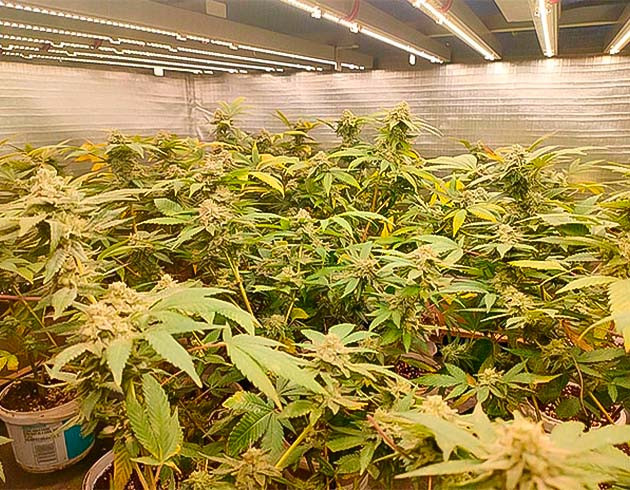 Промывка марихуаны Подготовка к харвесту конопли