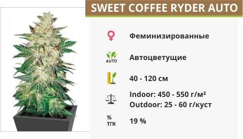Sweet Coffee Ryder auto fem (World of Seeds)