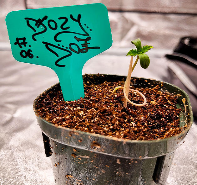 Саженец Dozy Doz в начале роста с импровизированной опорой