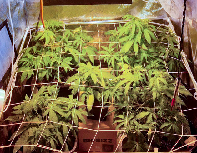 Конопля под сеткой ScrOG