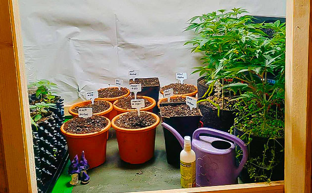 Проращивание и высадка в грунт Росток конопли Grandmommy Purple