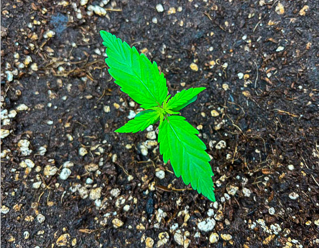 Активный рост конопли Titan F1 Auto на 2 неделе выращивания