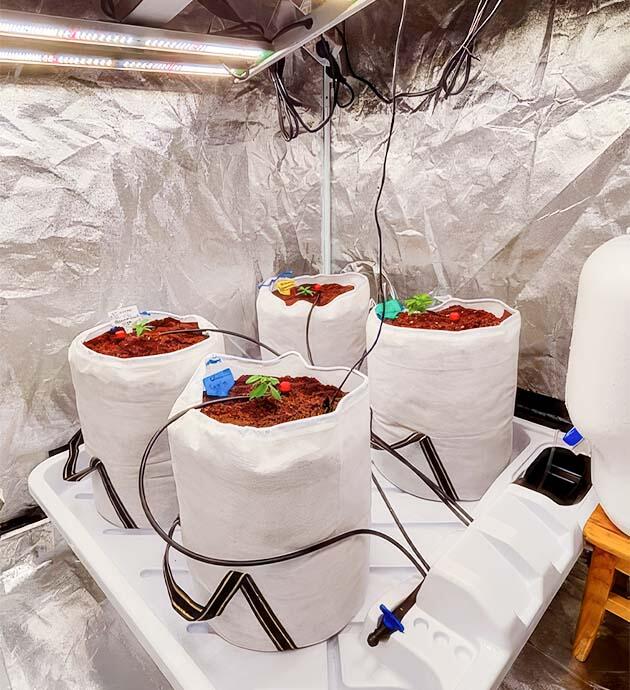 Автополив и сбалансированное питание для здорового развития Dozy Doz