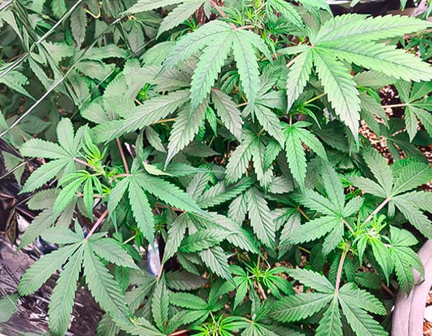 Предцвет марихуаны 7 неделя вегетации конопли