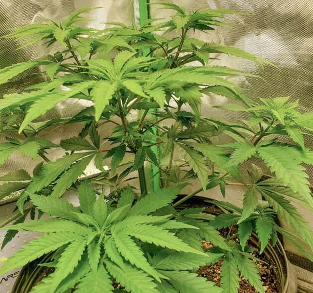 Марихуана ростом 50 см