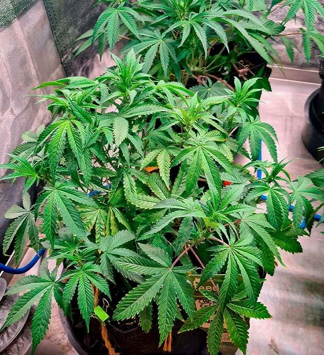 Кусты конопли в начале цветения