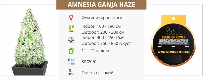 Amnesia Ganja Haze Amnesia Ganja Haze