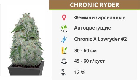 Chronic Ryder auto (Doctor’s Choise)