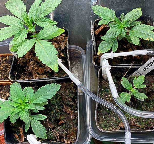 2 и 4 неделя выращивания