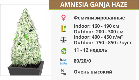 Amnesia Ganja Haze Amnesia Ganja Haze