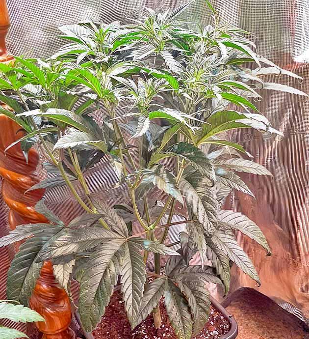 Конопля сорта Fullgas в конце вегетации перед цветением