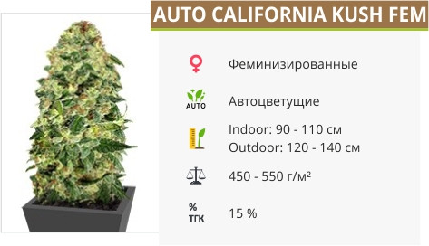 Auto California Kush от 00 Seeds