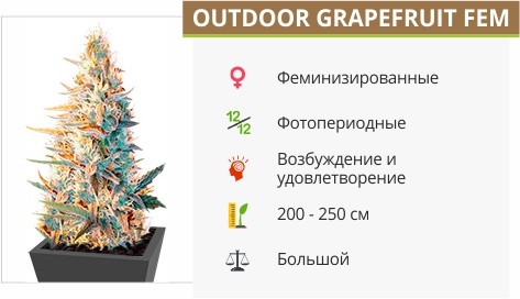 Семена конопли Outdoor Grapefruit fem от Female Seeds Outdoor Grapefruit fem от Female Seeds