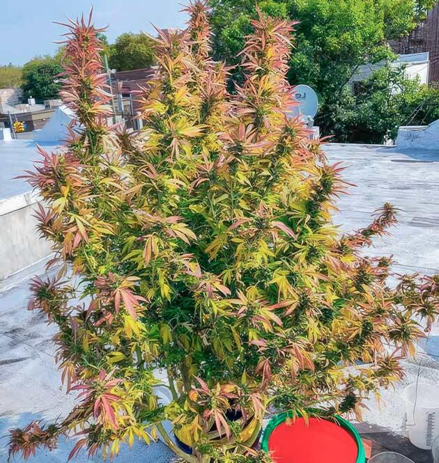 Конопля перед харвестом