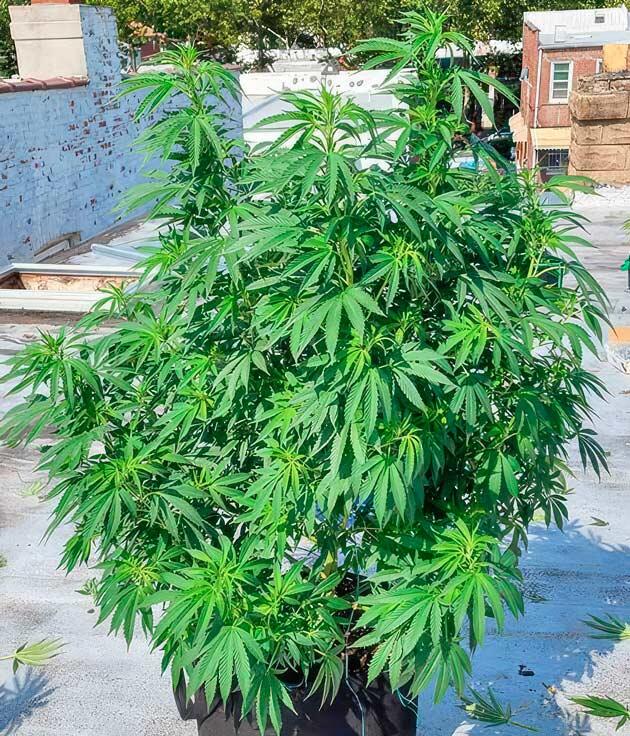 Куст марихуаны ростом 106 см