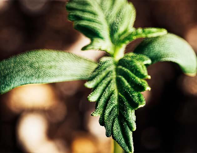 Начало цикла в индоре Росток сорта Lemon AK Auto