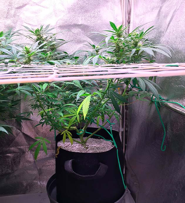 Куст Grandaddy Purple ростом 70 см