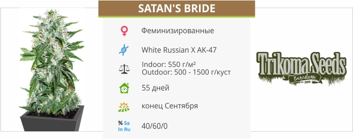 описание сорта Satans Bride