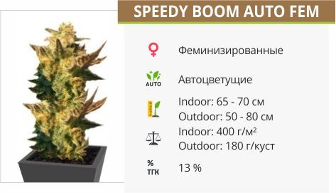 Speedy Boom Auto (Kannabia Seeds)