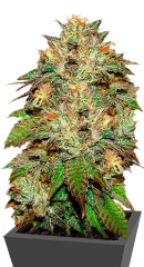 Bubba Kush fem (GHS)